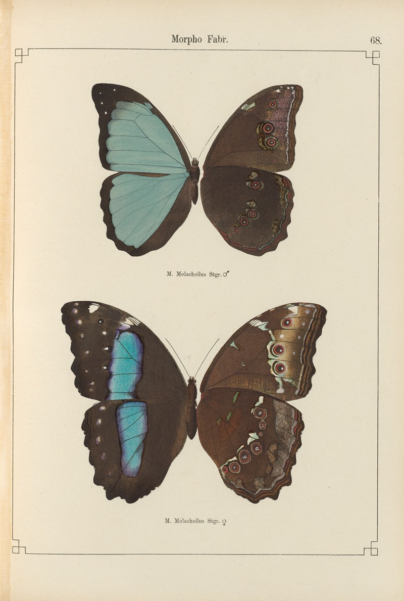 Exotische schmetterlinge Pl.068 by Otto Staudinger, 1888-1892 — digital art print download