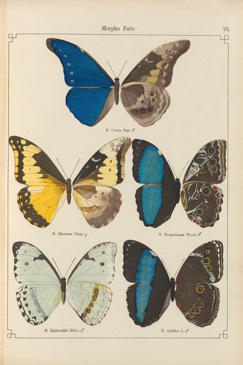 Exotische schmetterlinge Pl.070 by Otto Staudinger, 1888-1892 — digital art print download