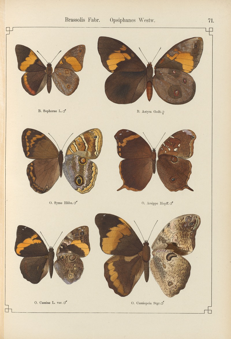 Exotische schmetterlinge Pl.071 by Otto Staudinger, 1888-1892 — digital art print download