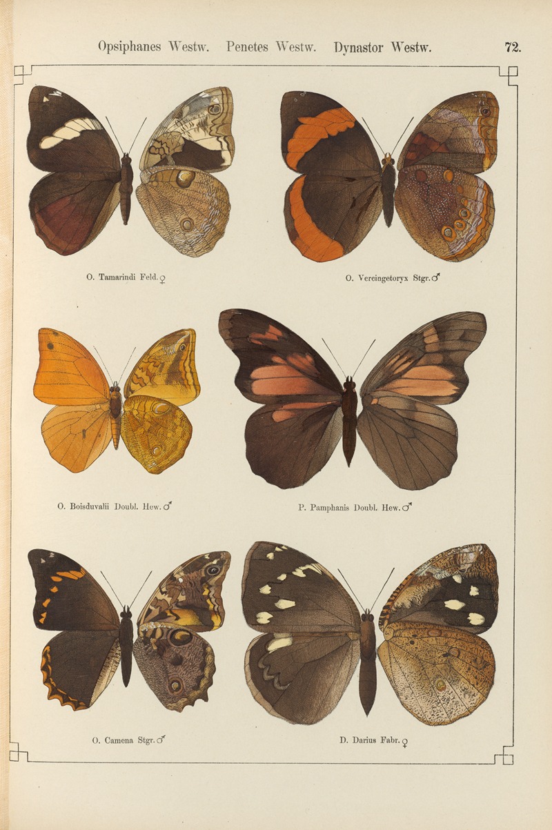 Exotische schmetterlinge Pl.072 by Otto Staudinger, 1888-1892 — digital art print download