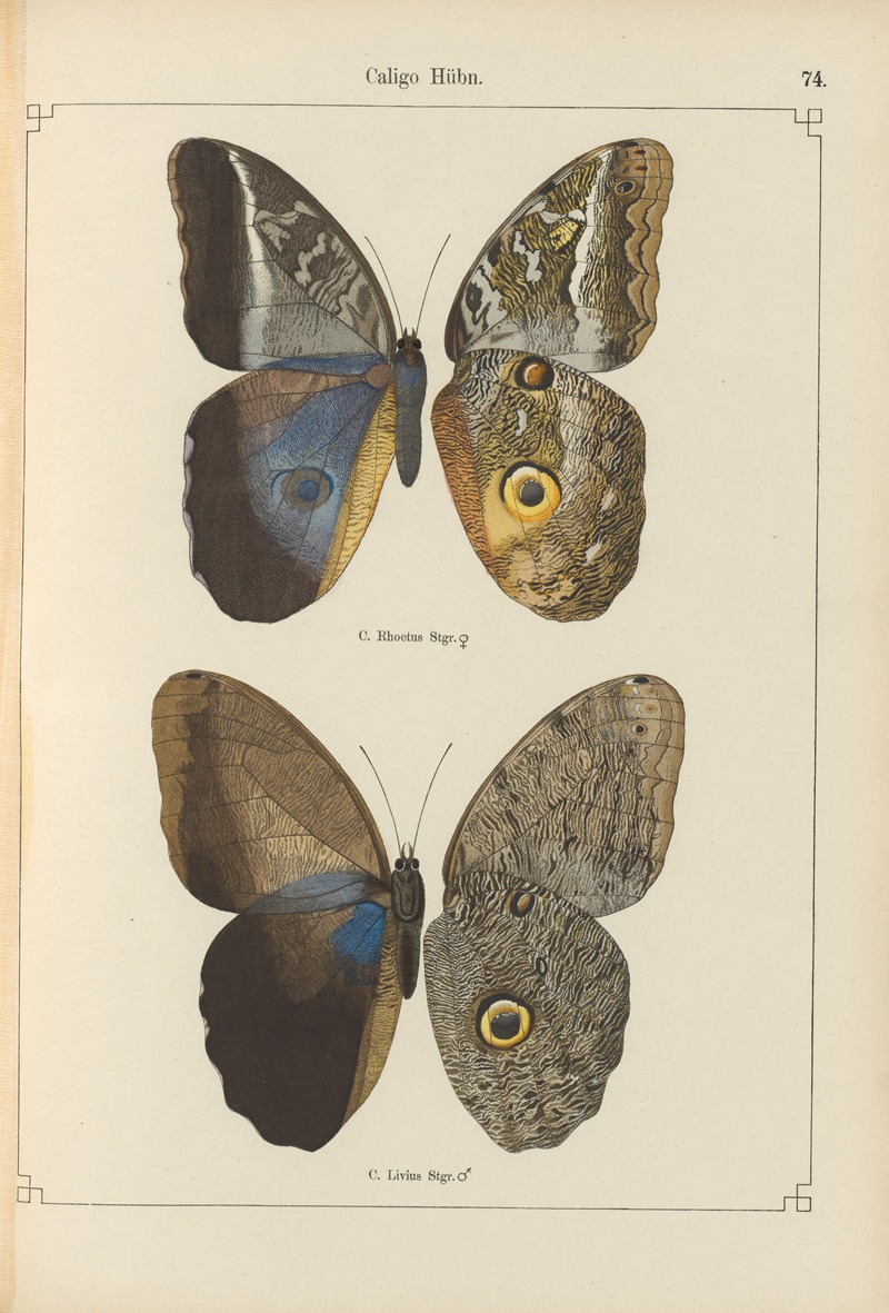 Exotische schmetterlinge Pl.074 by Otto Staudinger, 1888-1892 — digital art print download