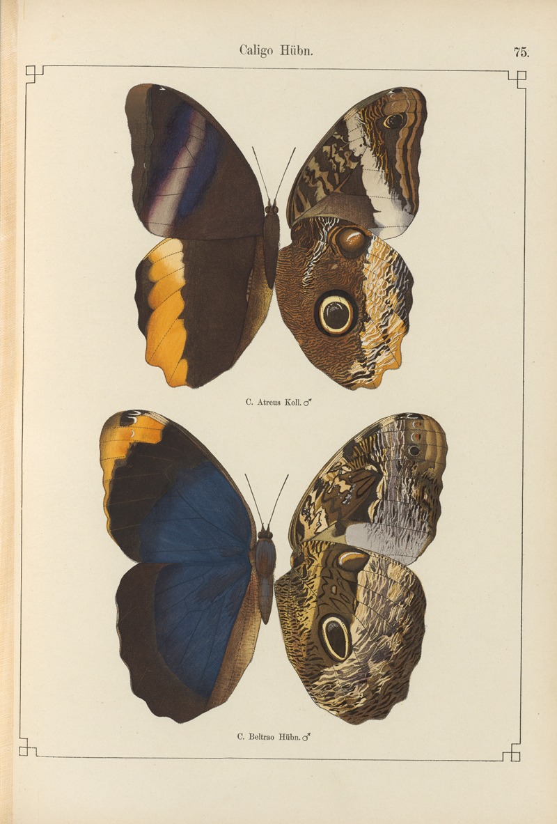 Exotische schmetterlinge Pl.075 by Otto Staudinger, 1888-1892 — digital art print download