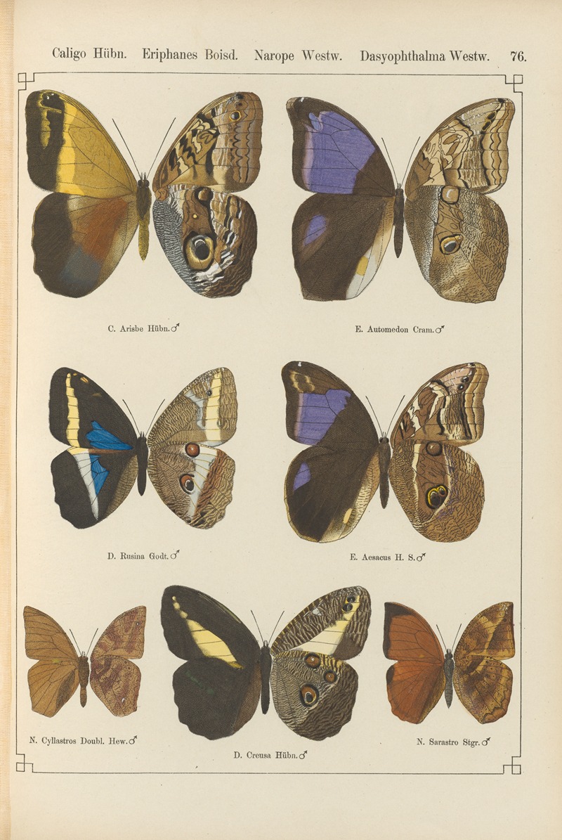 Exotische schmetterlinge Pl.076 by Otto Staudinger, 1888-1892 — digital art print download