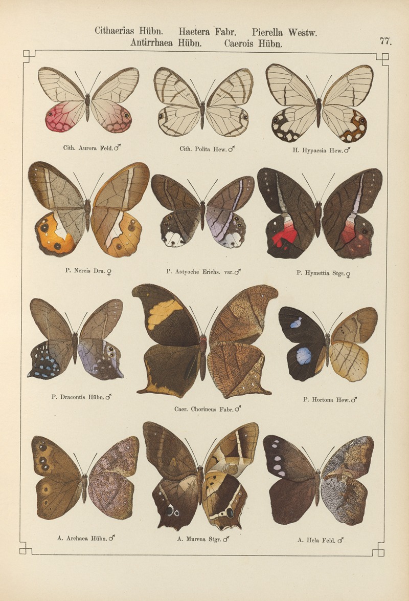 Exotische schmetterlinge Pl.077 by Otto Staudinger, 1888-1892 — digital art print download