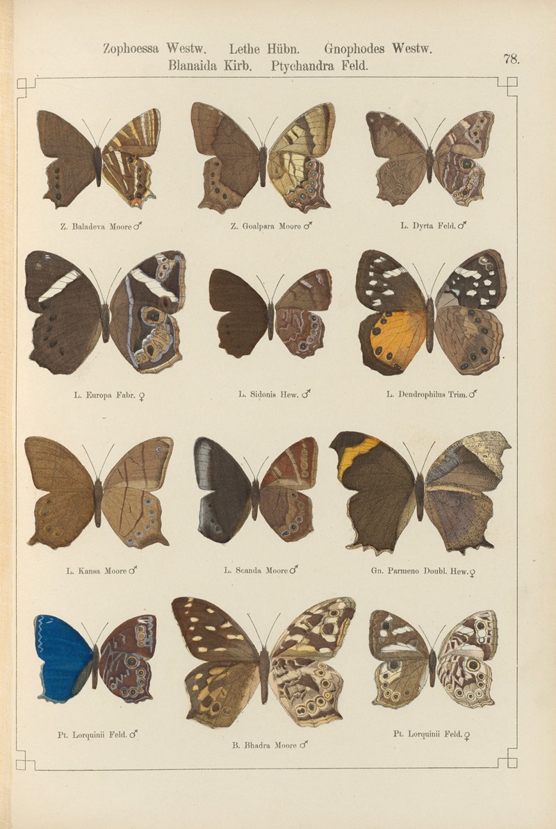 Exotische schmetterlinge Pl.078 by Otto Staudinger, 1888-1892 — digital art print download