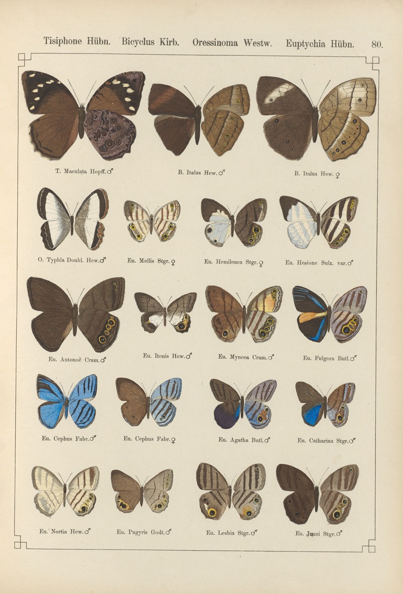 Exotische schmetterlinge Pl.080 by Otto Staudinger, 1888-1892 — digital art print download
