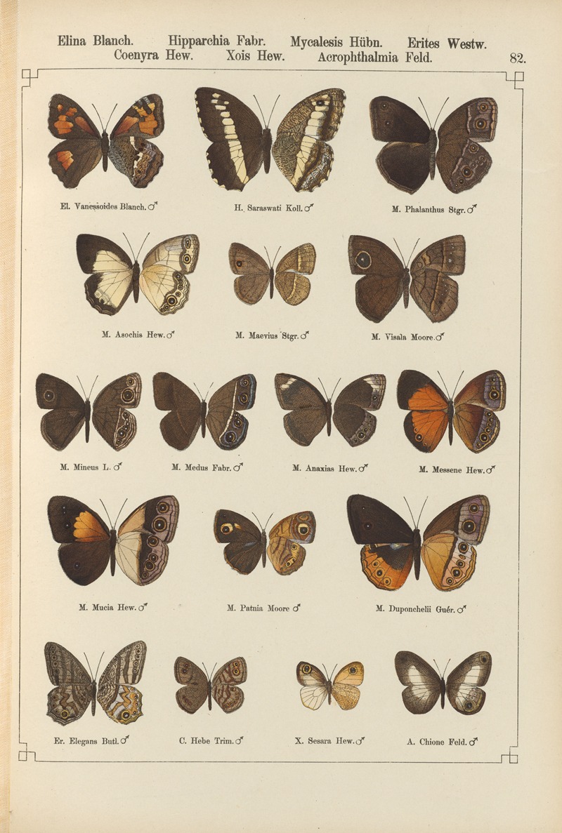 Exotische schmetterlinge Pl.082 by Otto Staudinger, 1888-1892 — digital art print download