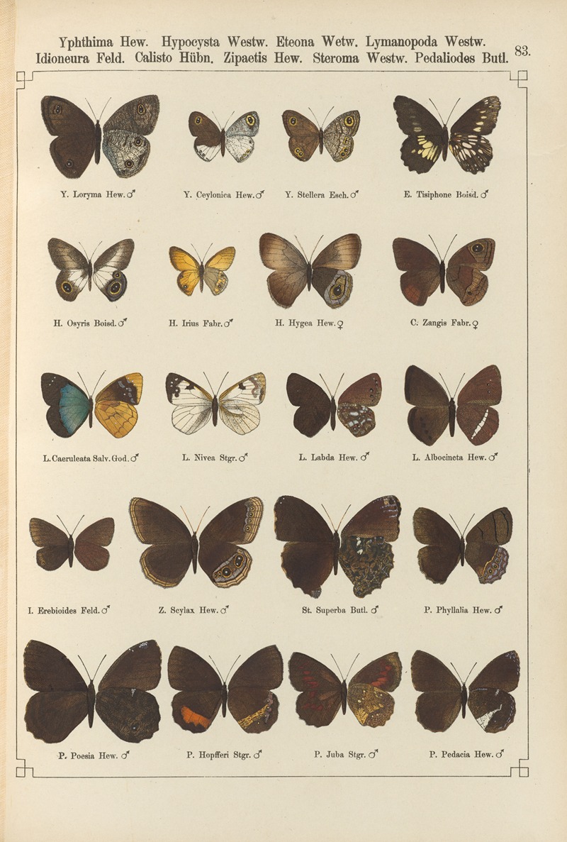 Exotische schmetterlinge Pl.083 by Otto Staudinger, 1888-1892 — digital art print download