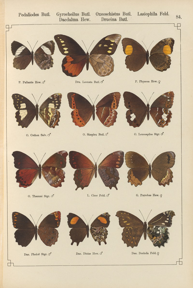 Exotische schmetterlinge Pl.084 by Otto Staudinger, 1888-1892 — digital art print download