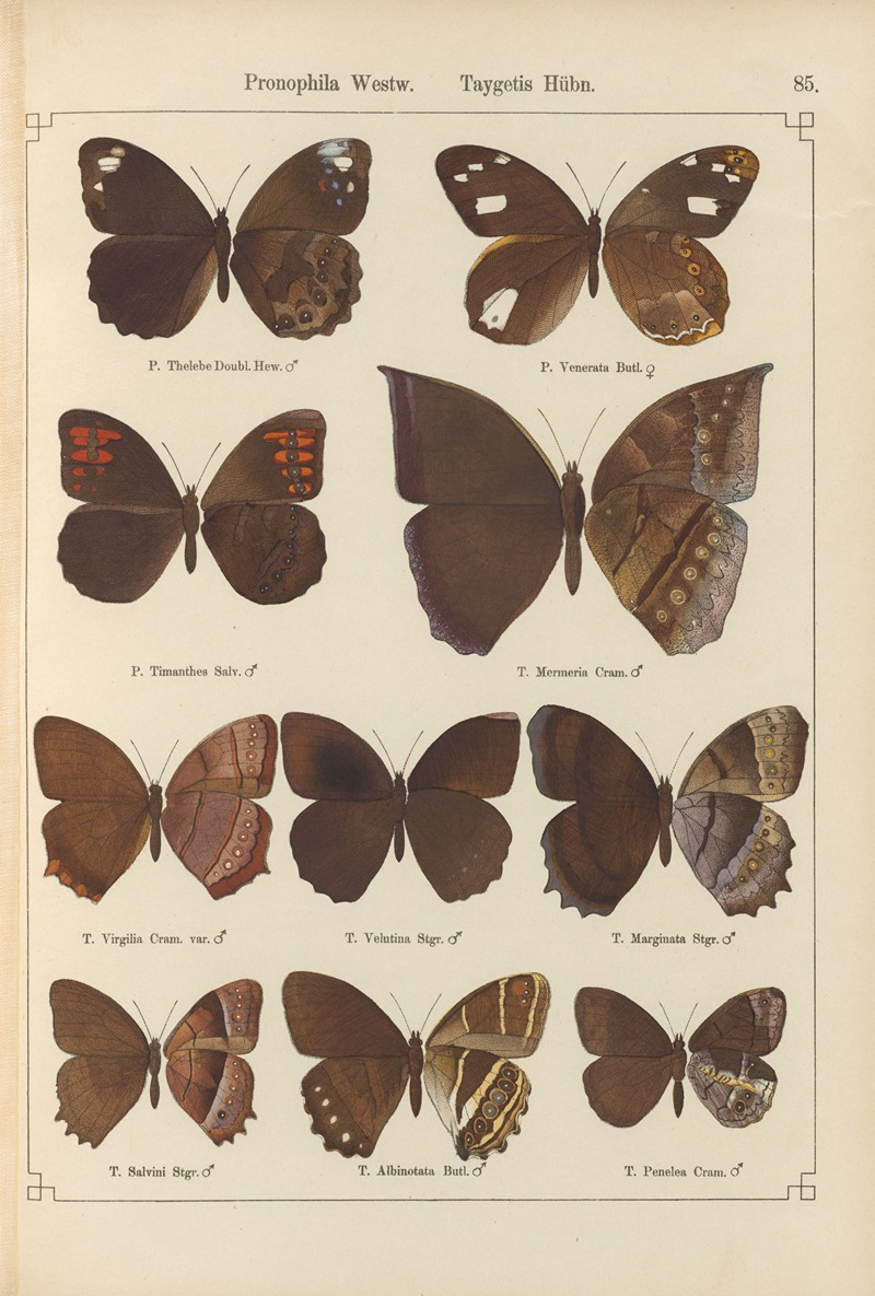 Exotische schmetterlinge Pl.085 by Otto Staudinger, 1888-1892 — digital art print download