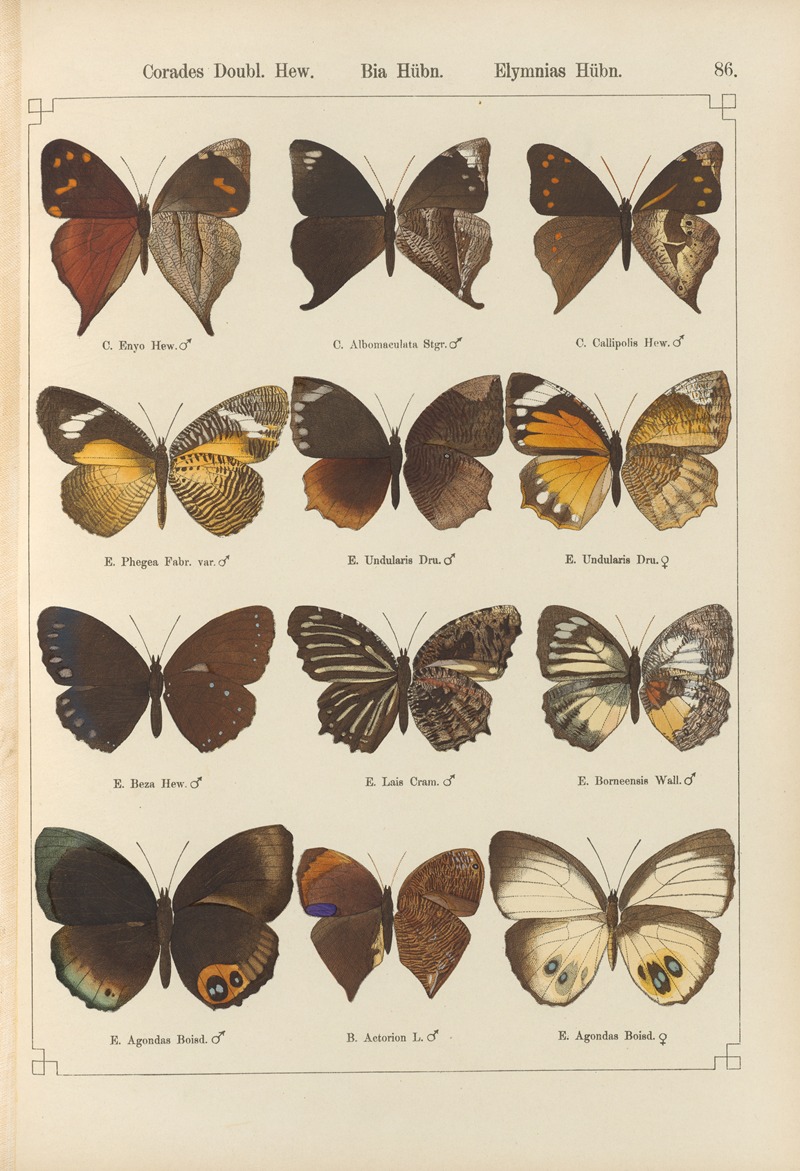 Exotische schmetterlinge Pl.086 by Otto Staudinger, 1888-1892 — digital art print download