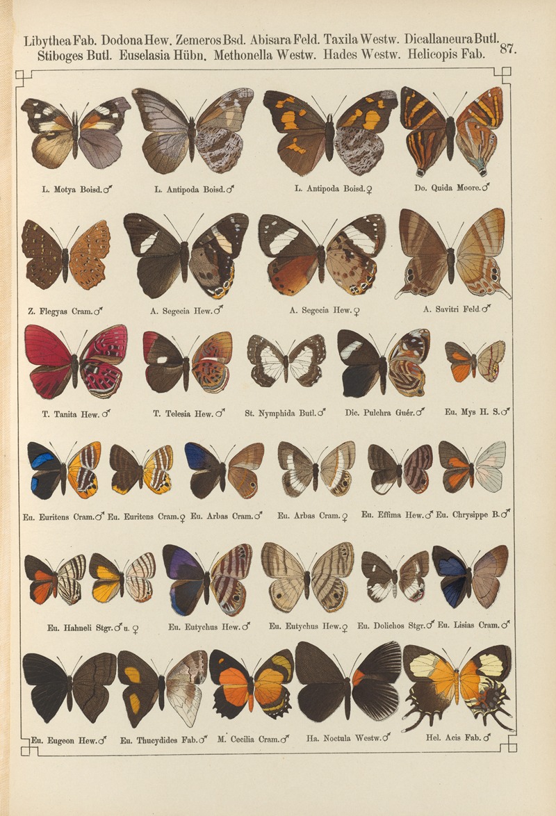 Exotische schmetterlinge Pl.087 by Otto Staudinger, 1888-1892 — digital art print download
