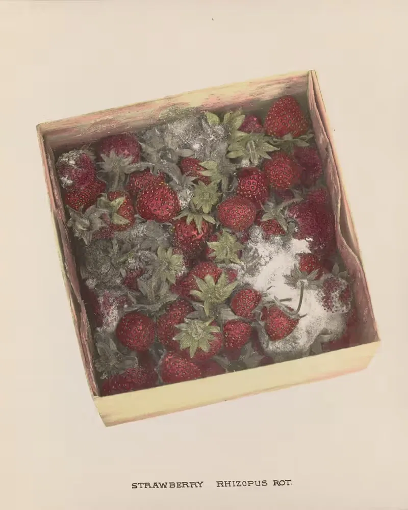 Strawberry Rhizopus rot by U.S. Bureau of Plant Industry, 1920 — digital art print download