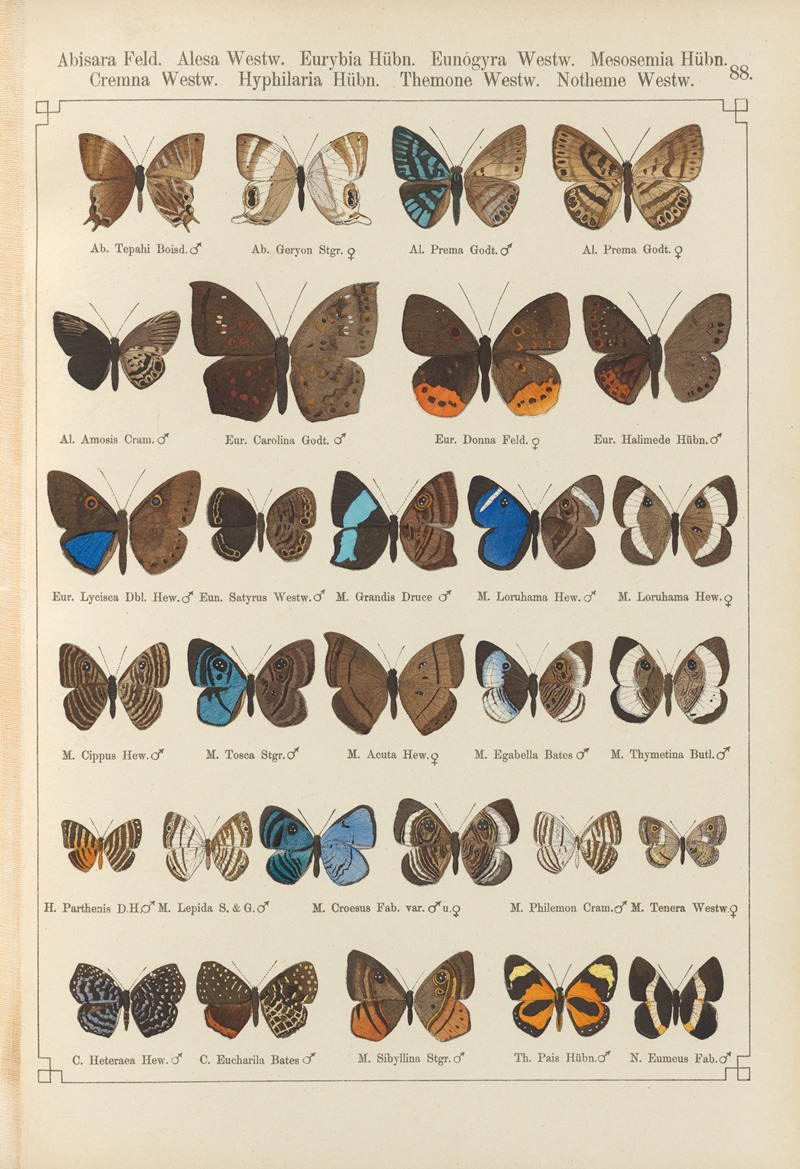 Exotische schmetterlinge Pl.088 by Otto Staudinger, 1888-1892 — digital art print download