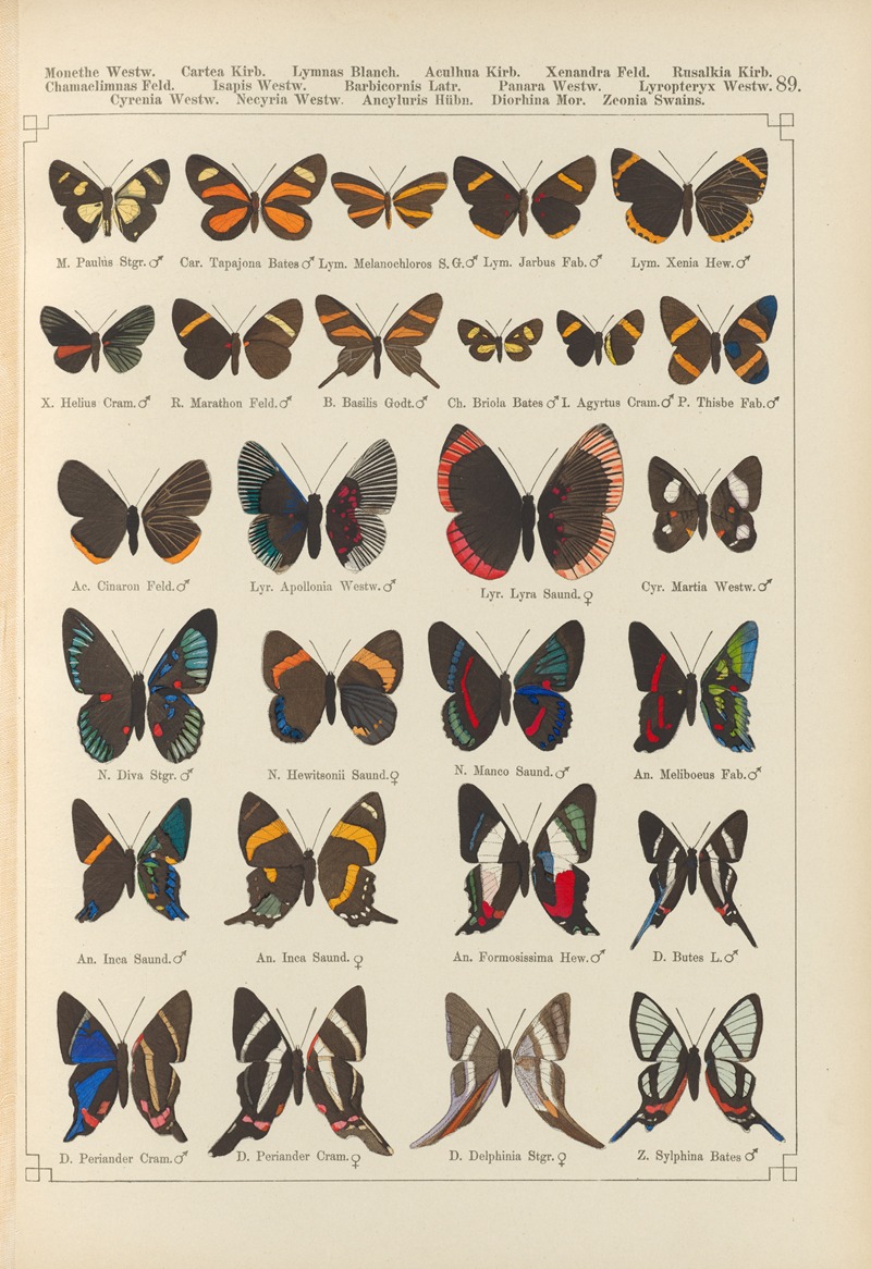Exotische schmetterlinge Pl.089 by Otto Staudinger, 1888-1892 — digital art print download