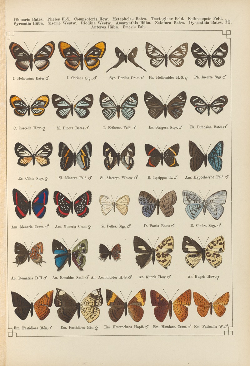 Exotische schmetterlinge Pl.090 by Otto Staudinger, 1888-1892 — digital art print download