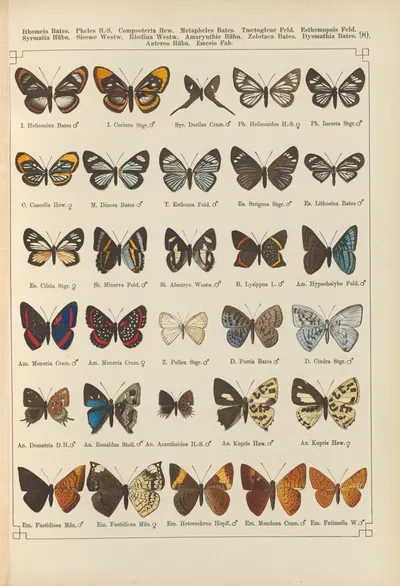 Exotische schmetterlinge Pl.090 by Otto Staudinger, 1888-1892 — digital art print download
