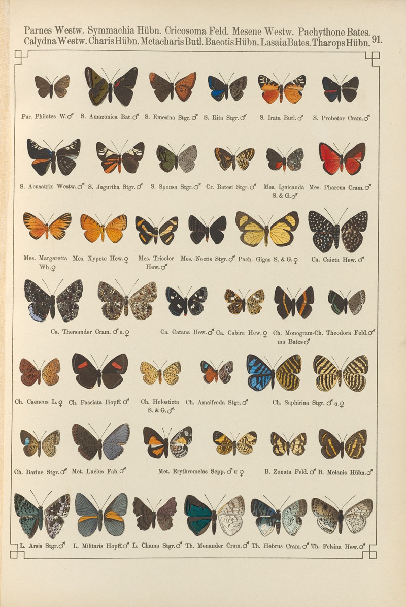 Exotische schmetterlinge Pl.091 — Otto Staudinger