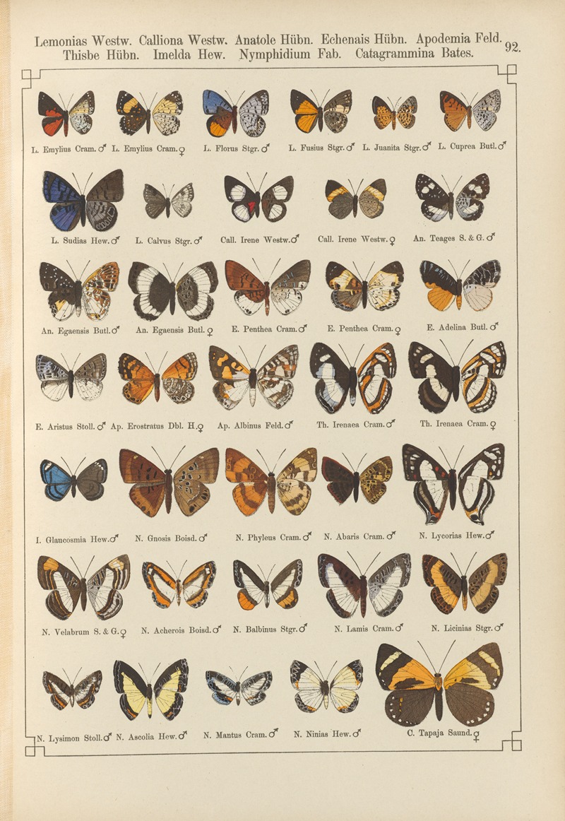 Exotische schmetterlinge Pl.092 by Otto Staudinger, 1888-1892 — digital art print download
