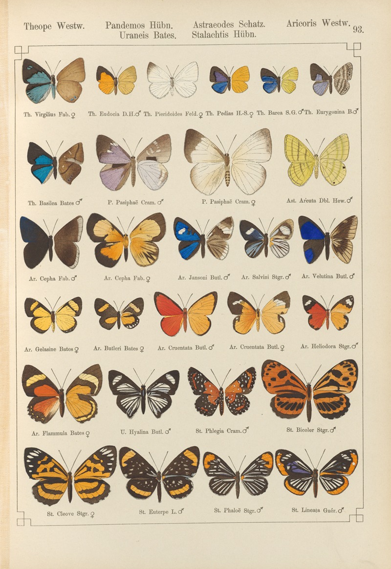 Exotische schmetterlinge Pl.093 — Otto Staudinger