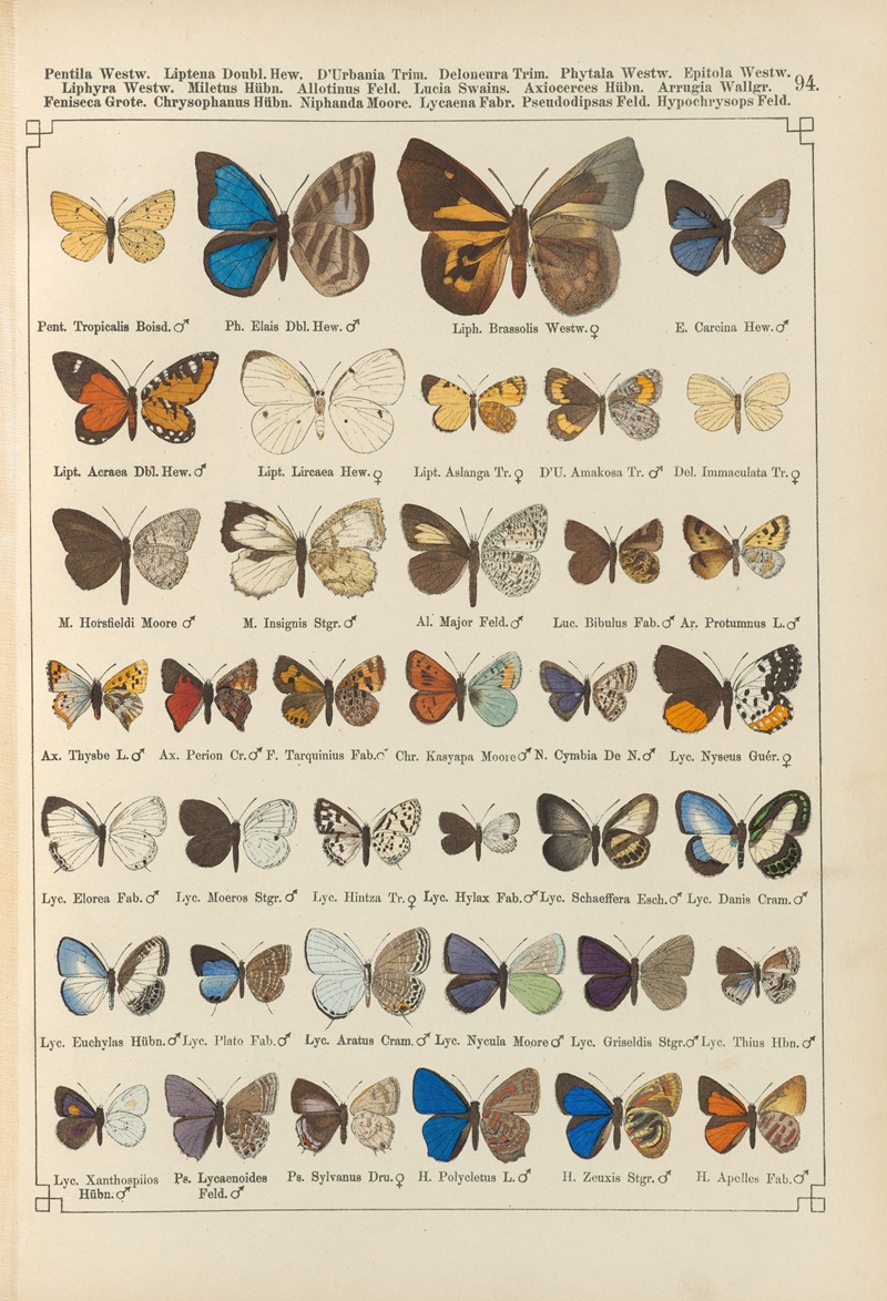 Exotische schmetterlinge Pl.094 — Otto Staudinger