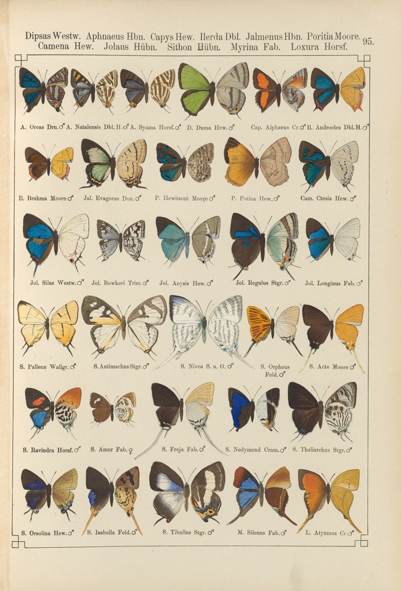 Exotische schmetterlinge Pl.095 by Otto Staudinger, 1888-1892 — digital art print download