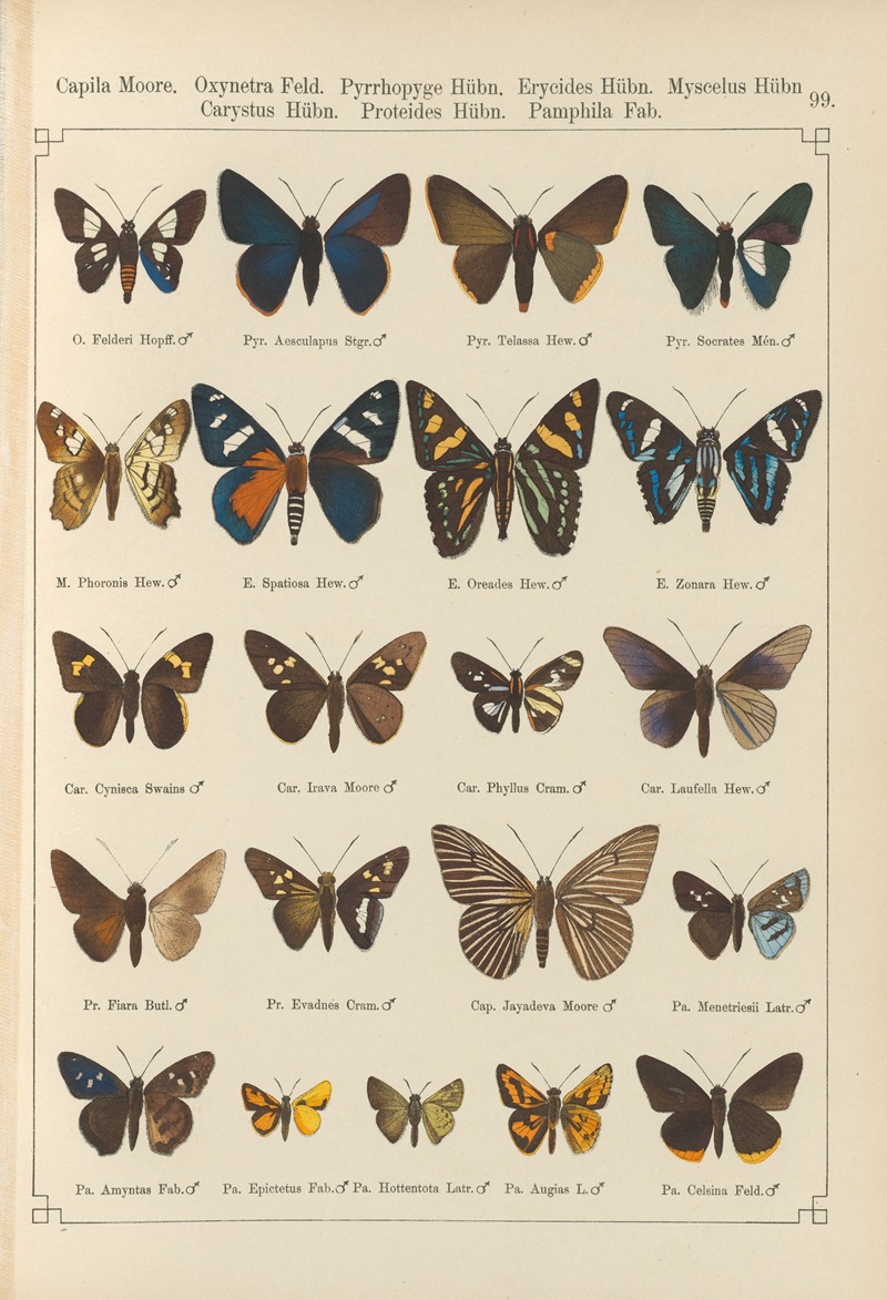 Exotische schmetterlinge Pl.099 by Otto Staudinger, 1888-1892 — digital art print download