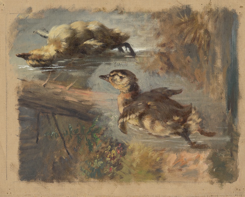 Study of Ducks on the Water I. — Friedrich Carl von Scheidlin