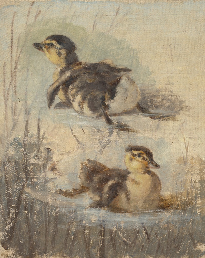 Study of Ducks on the Water II. — Friedrich Carl von Scheidlin