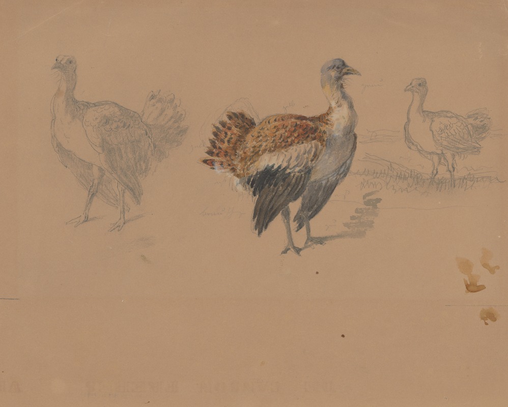 Study of Turkeys by Фридрих Карл фон Шейдлин — digital art print download