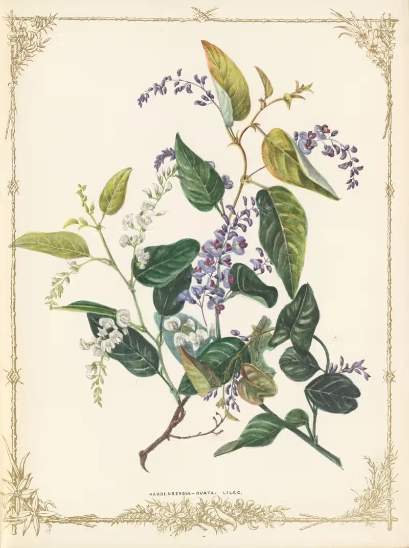 Hardenbergia Ovata by Fanny Elizabeth de Mole, 1861 — digital art print download
