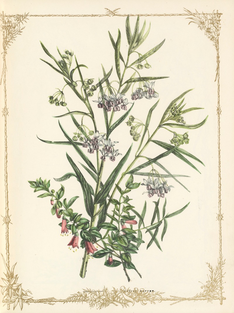 Gomphocarpus Arborescens by Fanny Elizabeth de Mole, 1861 — digital art print download