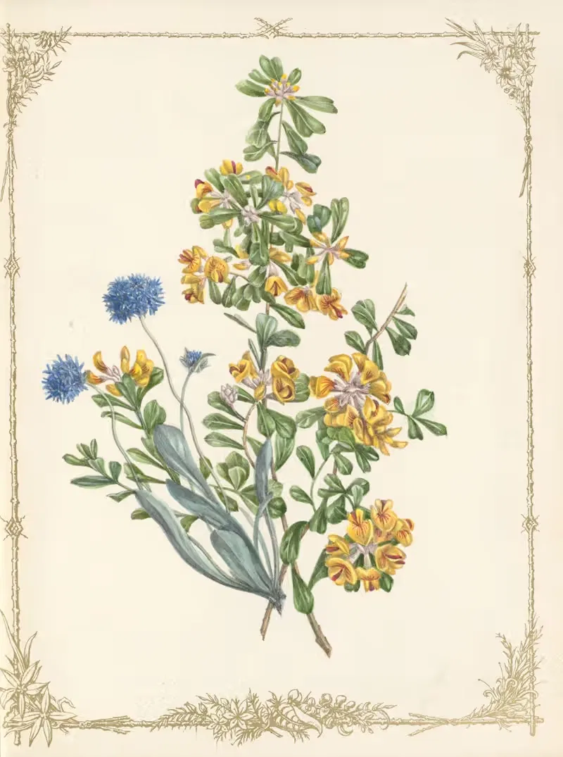 Pultenea Daphnoides. Brunonia by Fanny Elizabeth de Mole, 1861 — digital art print download