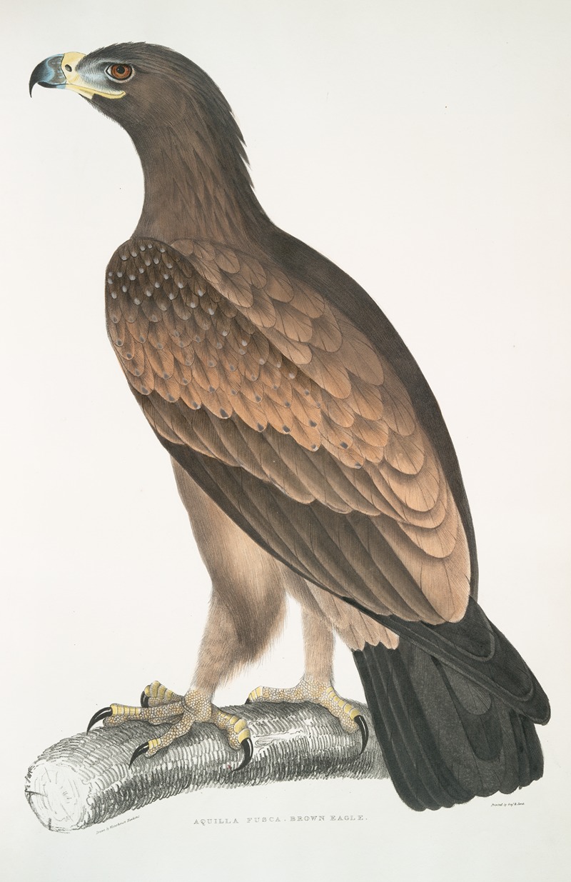 Brown Eagle, Aquilla fusca. by John Edward Gray, 1830-1834 — digital art print download