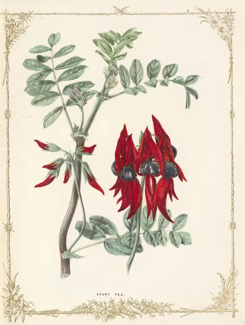 Clianthus Dampierii by Fanny Elizabeth de Mole, 1861 — digital art print download