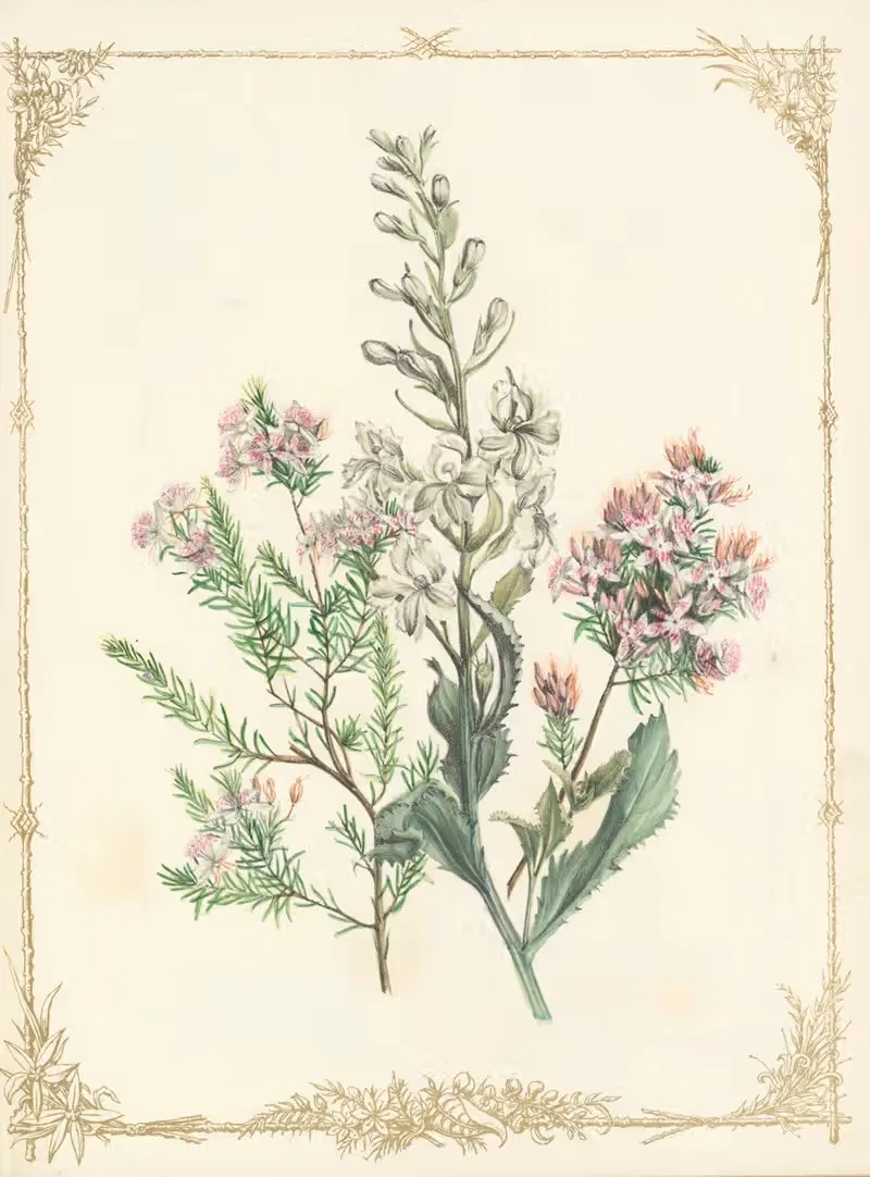 Calythrix Scaben. Anthocercis Littorea by Fanny Elizabeth de Mole, 1861 — digital art print download