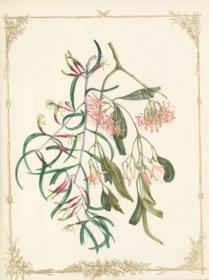 Loranthus Cassuarinle. Loranthus Eucalypioides by Fanny Elizabeth de Mole, 1861 — digital art print download