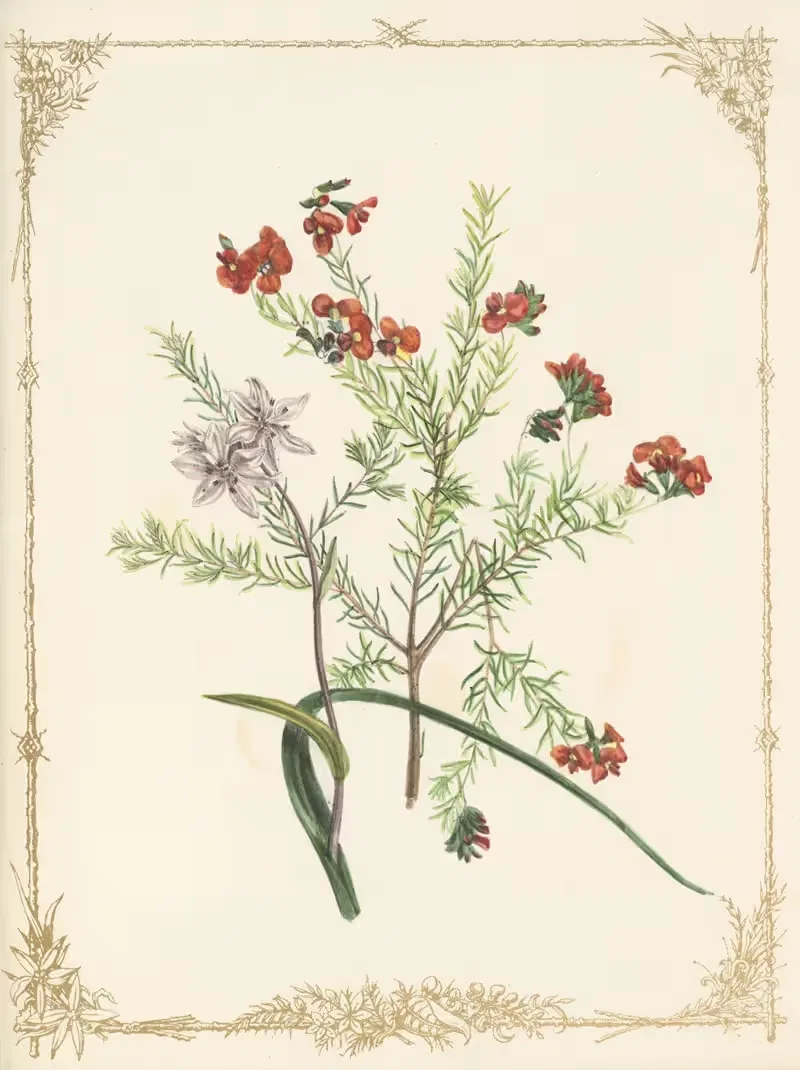 Dillwynia Ericifolia. Burchardia Umbellata — Fanny Elizabeth de Mole