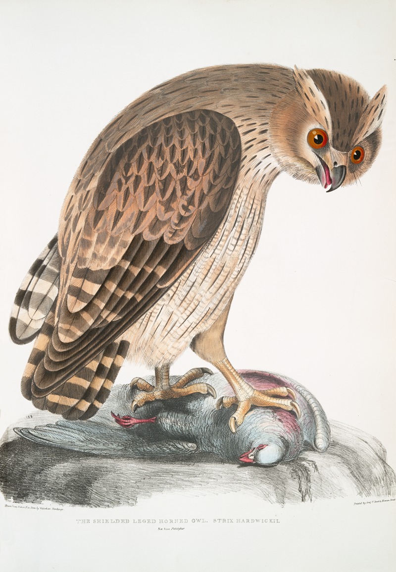 Shielded Legged Horned Owl, Strix Hardwickii. Natural Size. — John Edward Gray