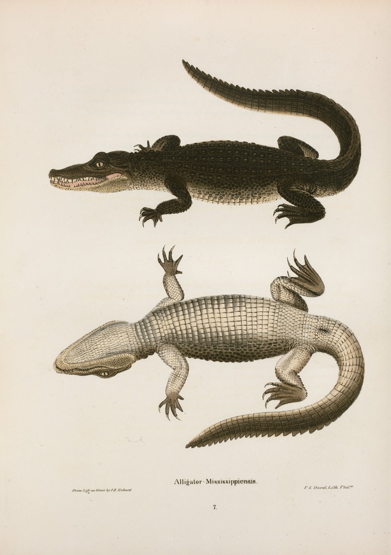 Alligator Mississippiensis. by John Edwards Holbrook, 1842 — digital art print download