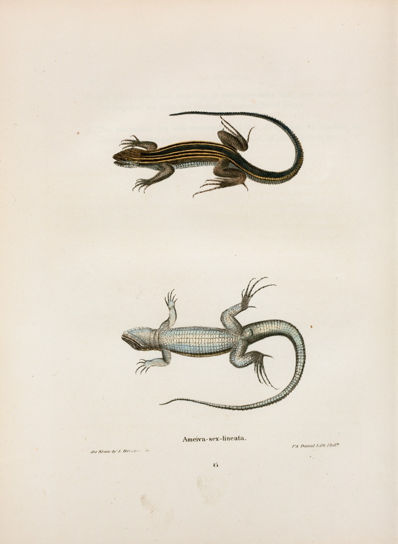 Ameiva sex-lineata. — John Edwards Holbrook