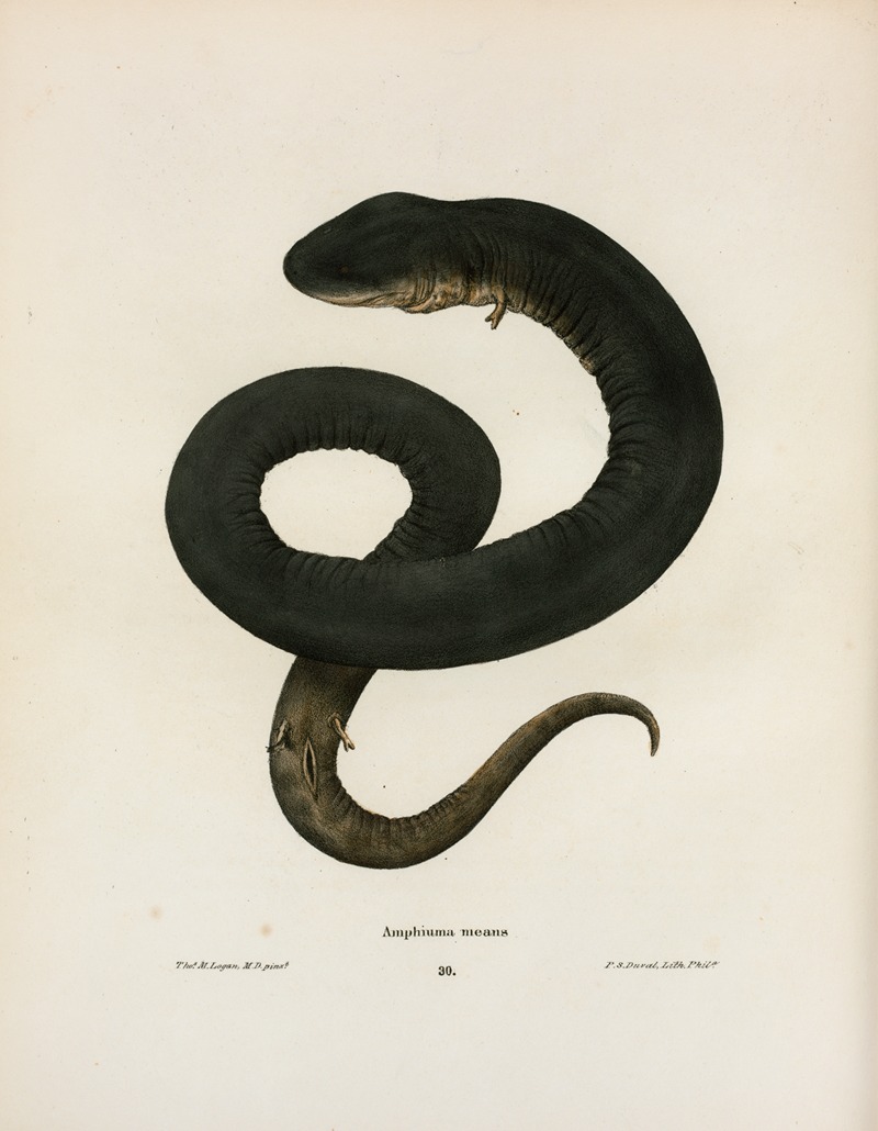 Amphiuma means by John Edwards Holbrook, 1842 — digital art print download