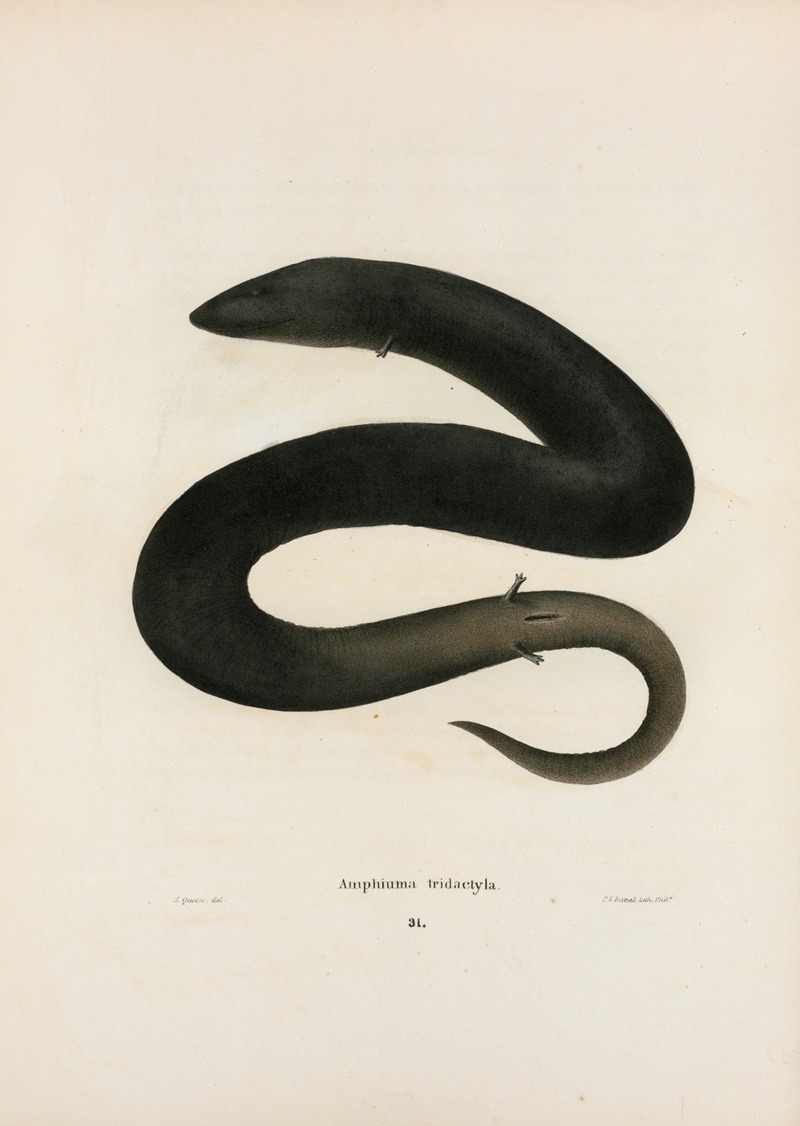 Amphiuma tridactylum by John Edwards Holbrook, 1842 — digital art print download