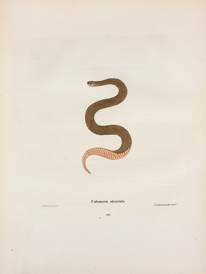 Calamaria elapsoidea. by John Edwards Holbrook, 1842 — digital art print download