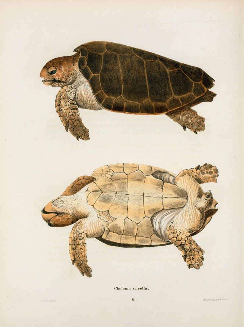 Chelonia caretta. by John Edwards Holbrook, 1842 — digital art print download