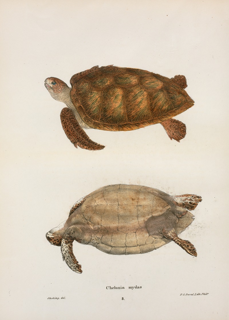 Chelonia mydas. by John Edwards Holbrook, 1842 — digital art print download