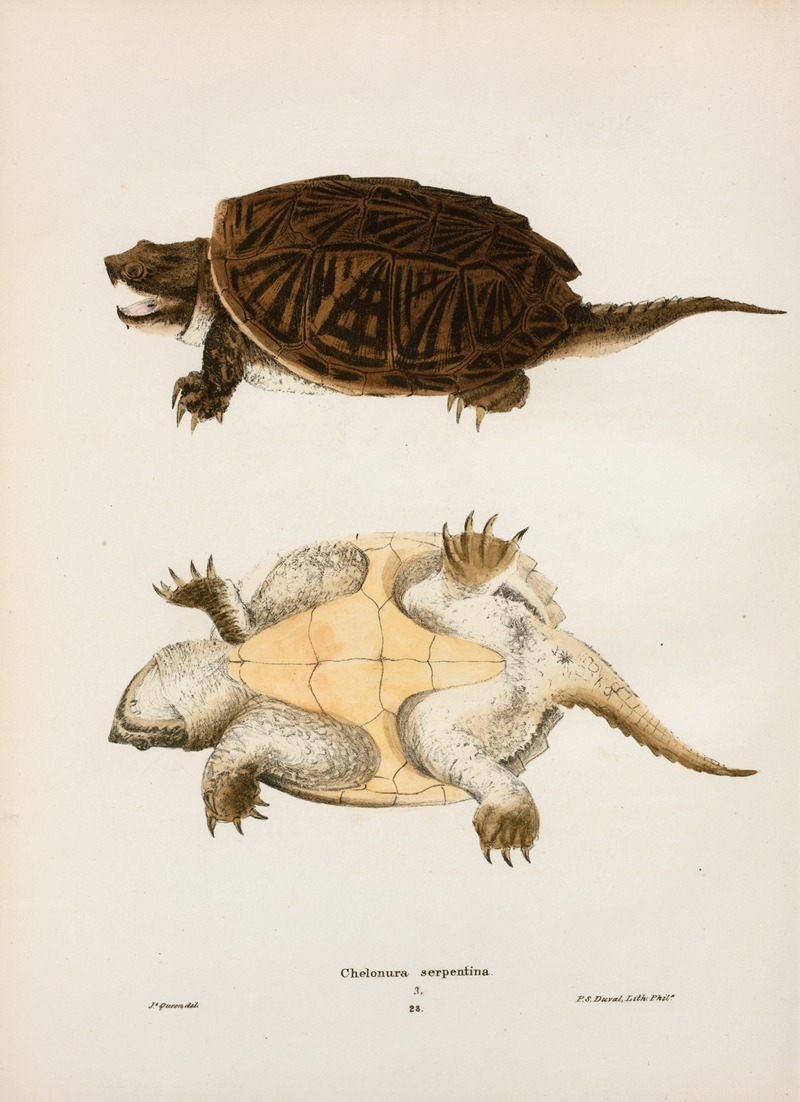 Chelonura serpentina. by John Edwards Holbrook, 1842 — digital art print download