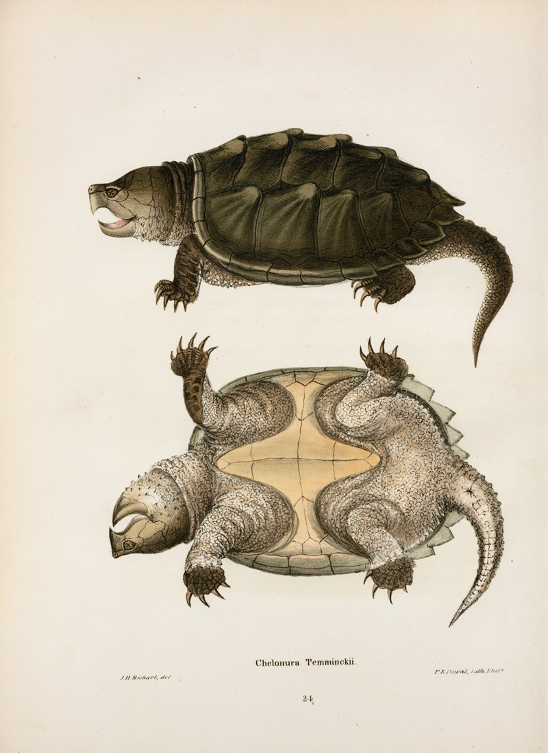 Chelonura Temminckii. by John Edwards Holbrook, 1842 — digital art print download