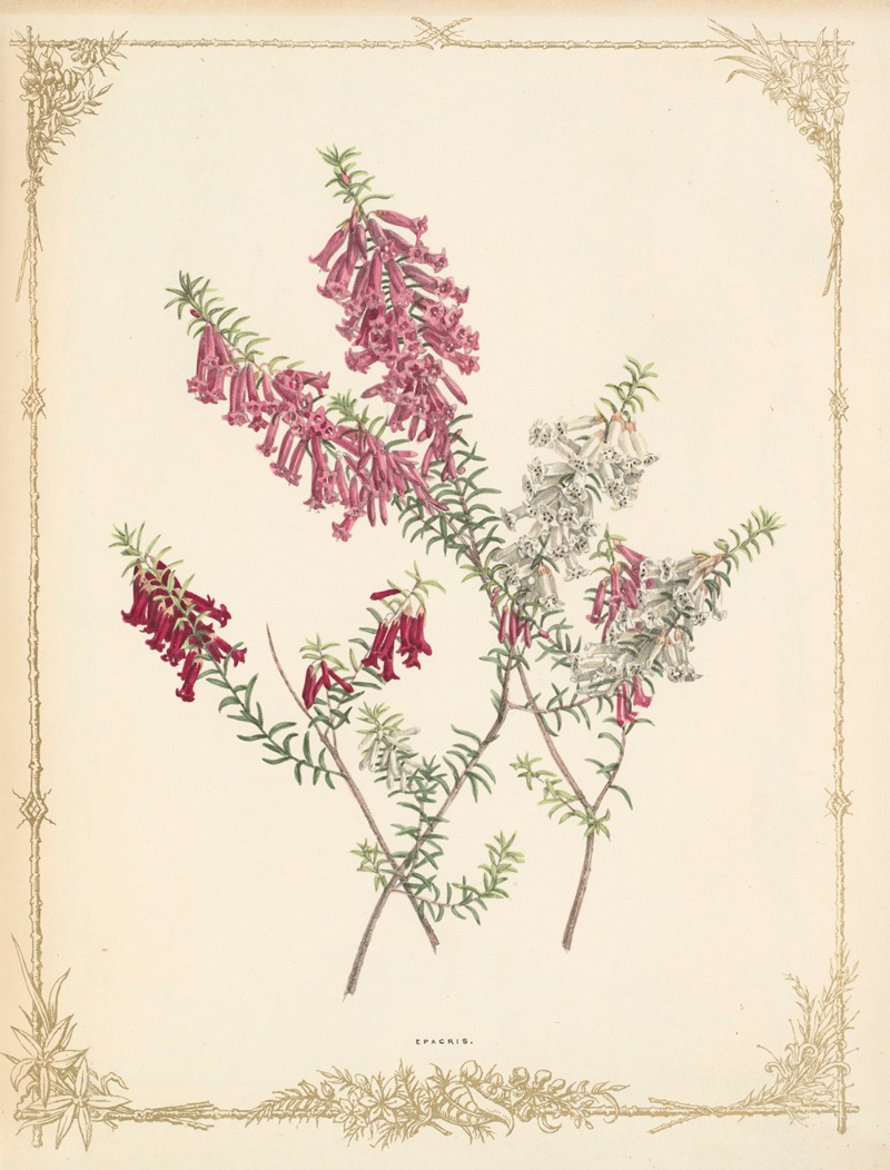 Epacris Impressa by Fanny Elizabeth de Mole, 1861 — digital art print download