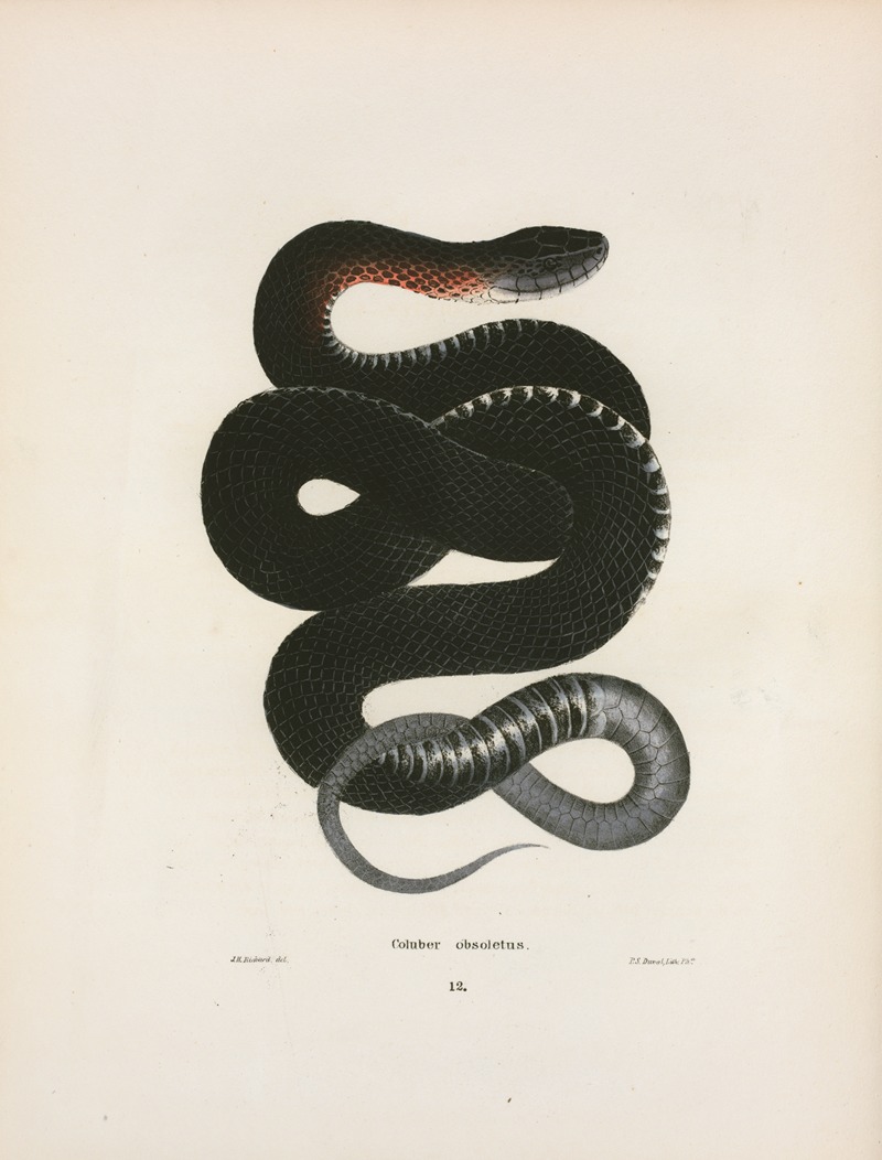 Coluber obsoletus. by John Edwards Holbrook, 1842 — digital art print download